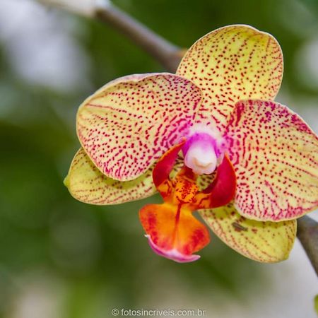 Pousada Natureza Divina Paraty Exterior photo
