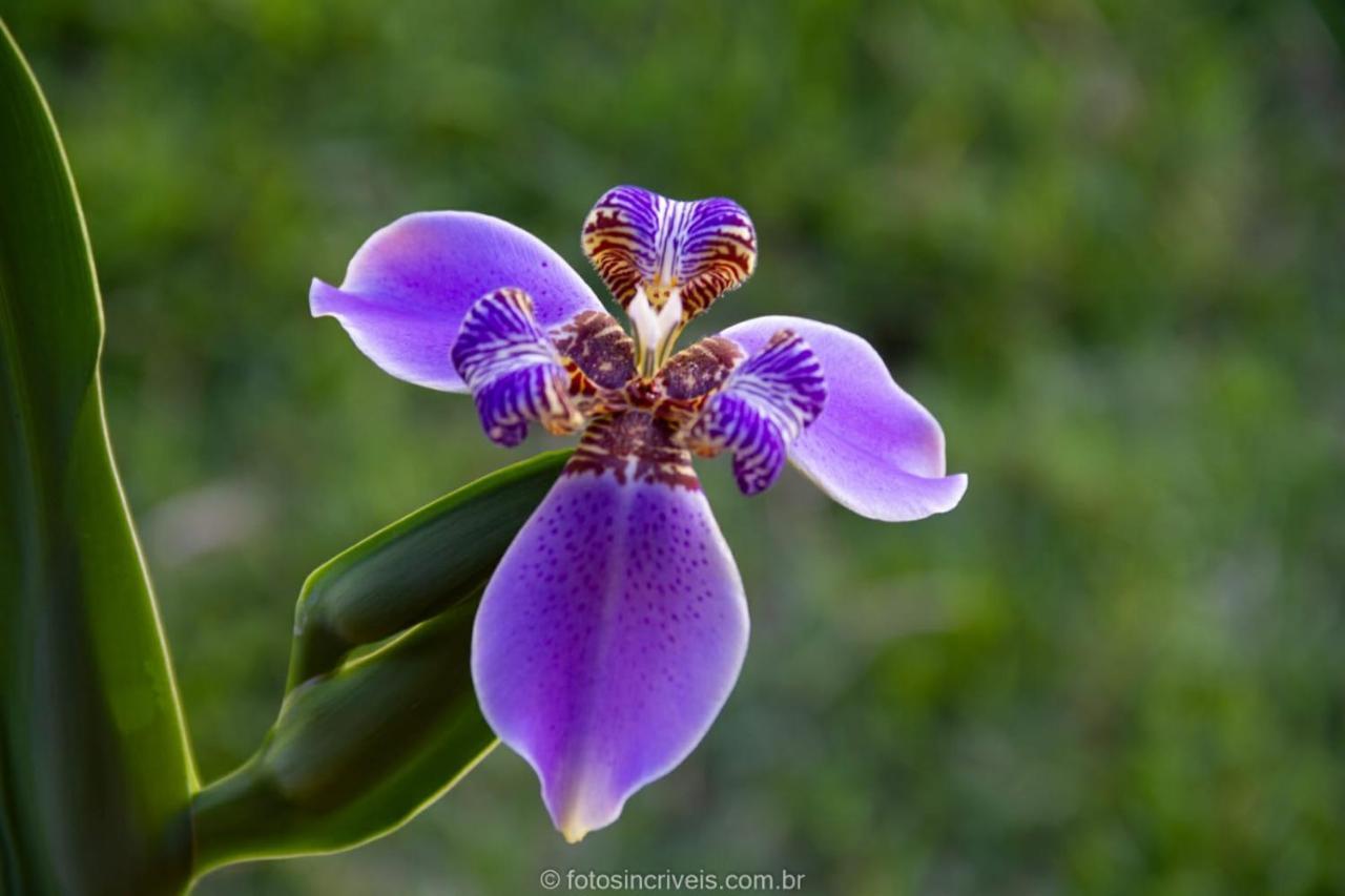 Pousada Natureza Divina Paraty Exterior photo